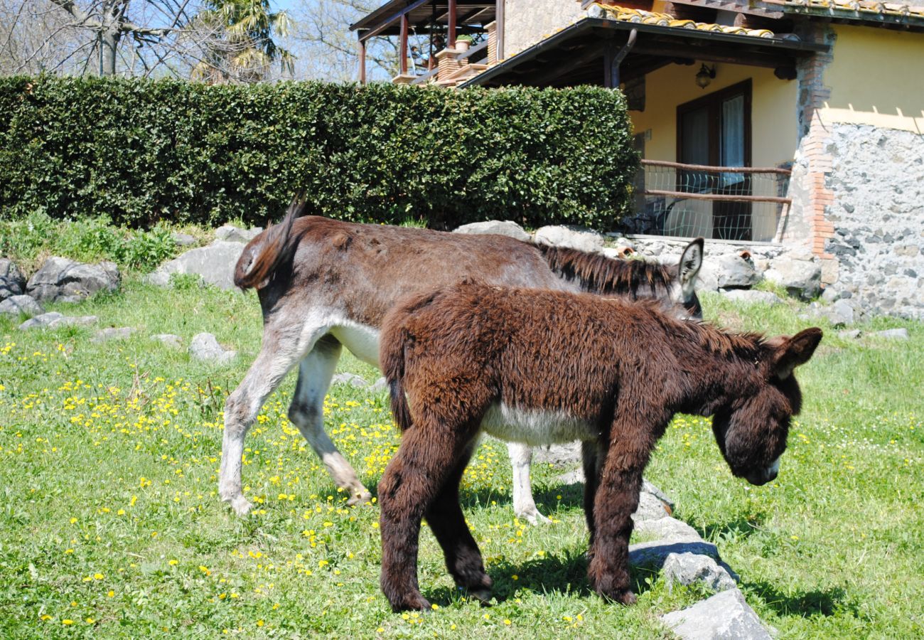 Appartamento a Viterbo - Agriturismo Tenuta Serpepe - Fiordaliso Piccolo