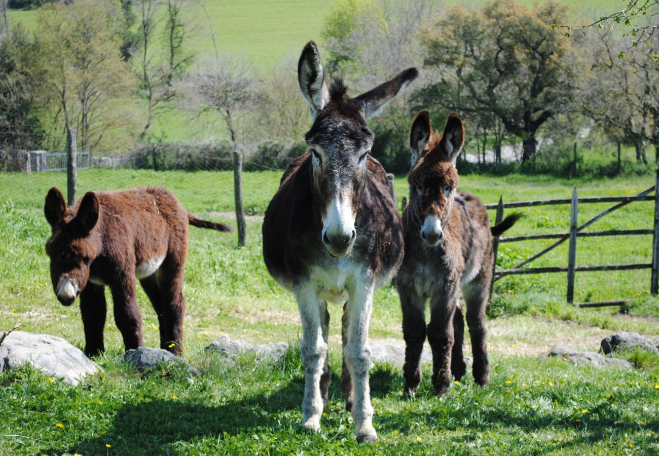 Appartamento a Viterbo - Agriturismo Tenuta Serpepe - Papavero